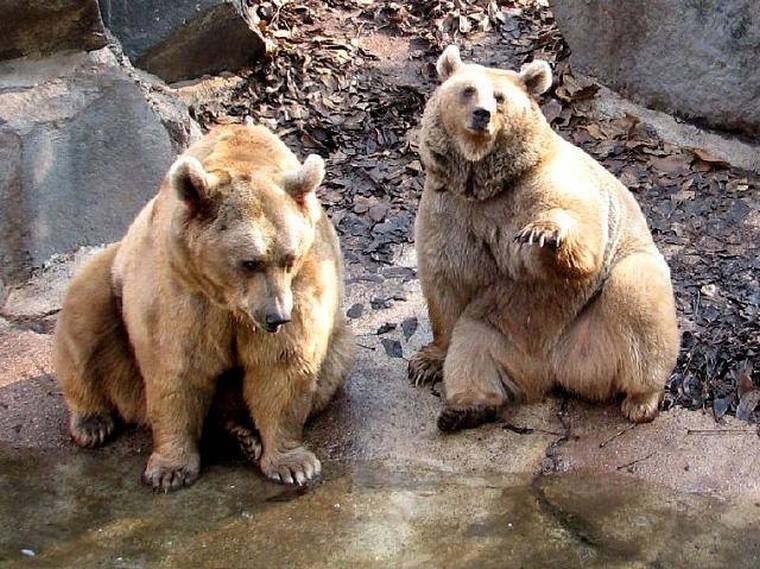Вот такие медведи водятся на северо-востоке Армении в Тавуше